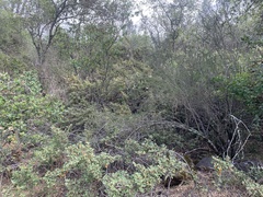 Fremontodendron decumbens