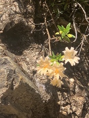 Diplacus grandiflorus