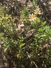 Diplacus grandiflorus