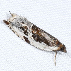 Ancylis simuloides