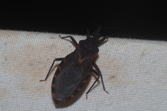 Triatoma longipennis