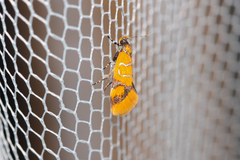 Promalactis procerella