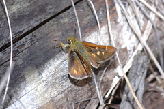 Paratrytone rhexenor