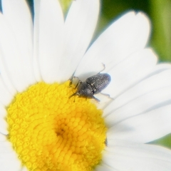 Odontocorynus salebrosus