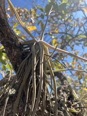 Tillandsia streptocarpa