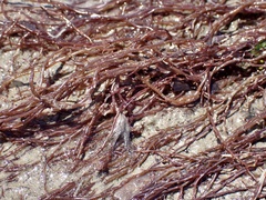 Gracilariaceae