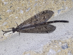 Brachynemurus nebulosus
