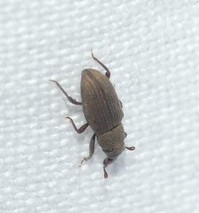 Dryophthorus americanus