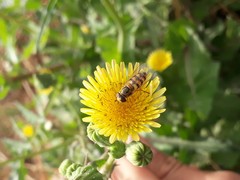 Sonchus oleraceus