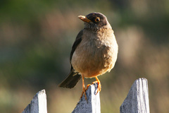 Austral Thrush photo 5