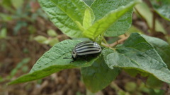 Leptinotarsa undecimlineata