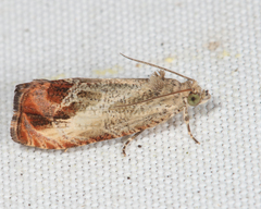 Olethreutes hamameliana