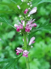 Leonurus glaucescens