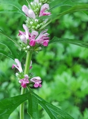 Leonurus glaucescens