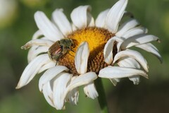 Trichiotinus bibens