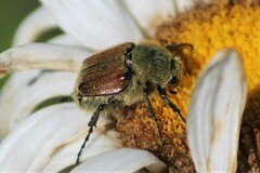 Trichiotinus bibens