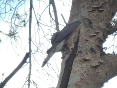 Accipiter cooperii