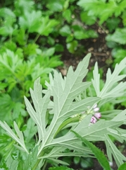 Leonurus glaucescens