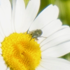 Odontocorynus salebrosus