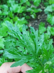 Leonurus glaucescens