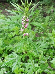 Leonurus glaucescens