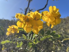 Senna corifolia
