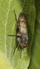 Phycinae