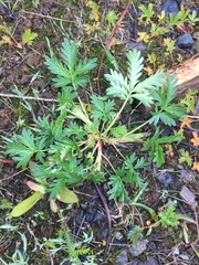 Potentilla litoralis