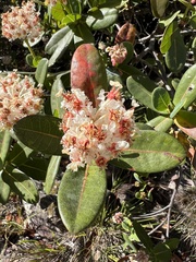 Byrsonima umbellata