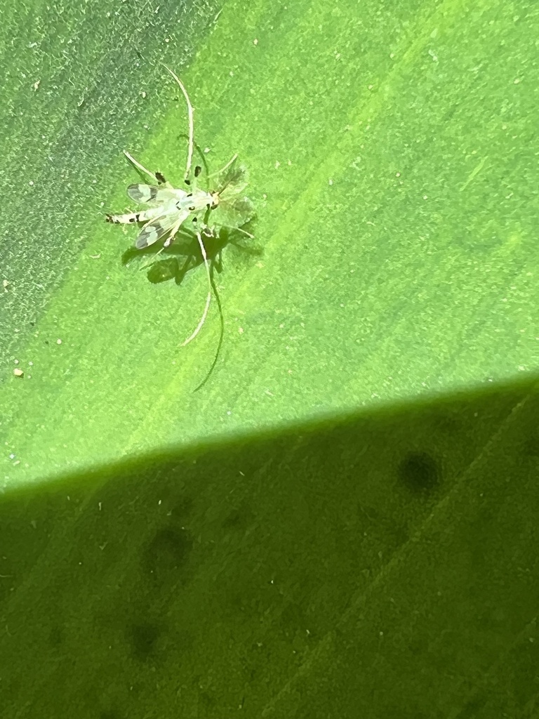 Stenochironomus albipalpus