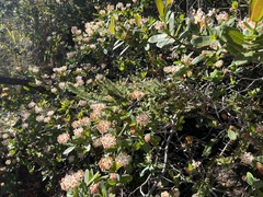 Byrsonima umbellata