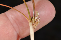 Carex talbotii