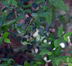 Dromogomphus spinosus