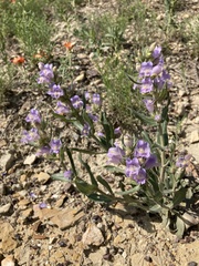 Penstemon eriantherus