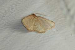 Macaria sulphurea
