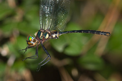 Somatochlora tenebrosa