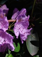 Rhododendron ponticum