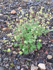 Potentilla × villosula