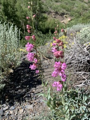 Penstemon floridus