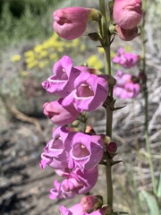 Penstemon floridus