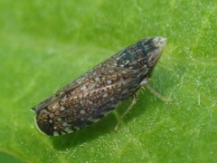 Scaphytopius frontalis