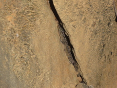 Phyllopezus pollicaris