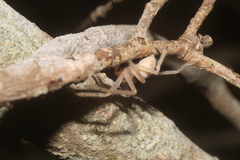 Curicaberis culiacan