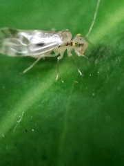 Trichopsocus
