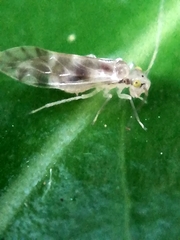 Trichopsocus