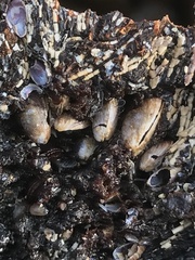 Semimytilus patagonicus