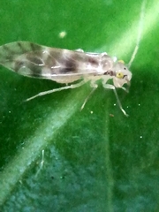 Trichopsocus