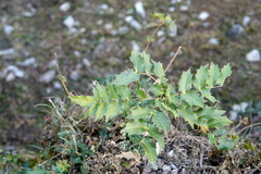 Berberis napaulensis