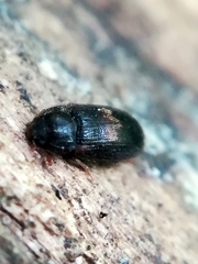 Biphyllus lunatus