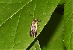 Mathildana newmanella